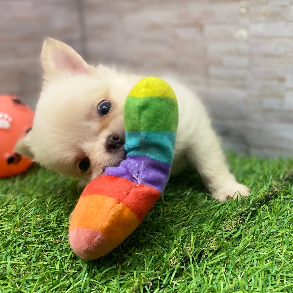 Ｍｉｘ犬