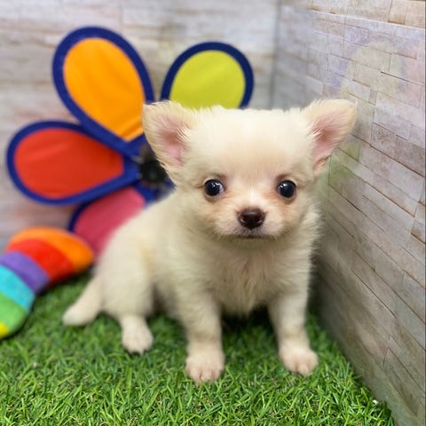 Ｍｉｘ犬