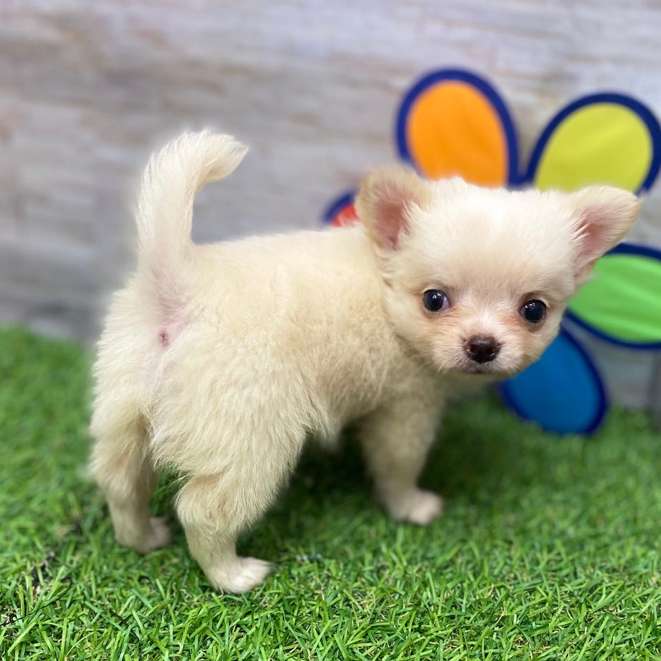 Ｍｉｘ犬