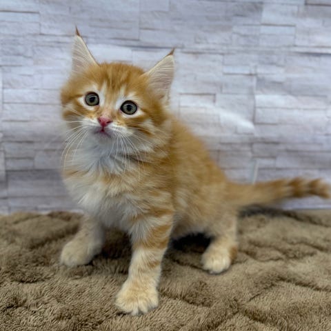 スコティッシュ・フォールド