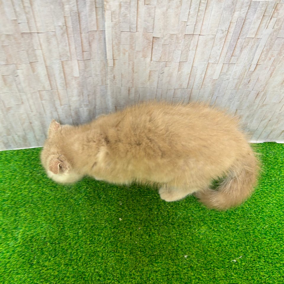 スコティッシュ・フォールド