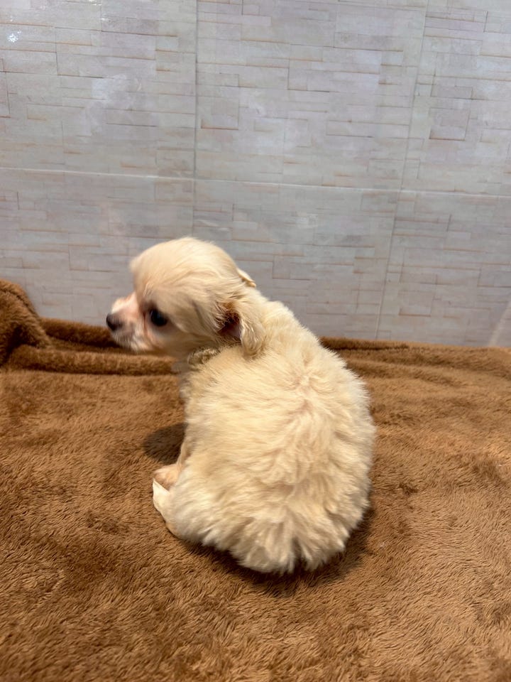Ｍｉｘ犬