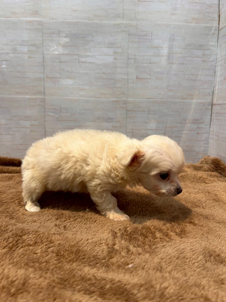 Ｍｉｘ犬