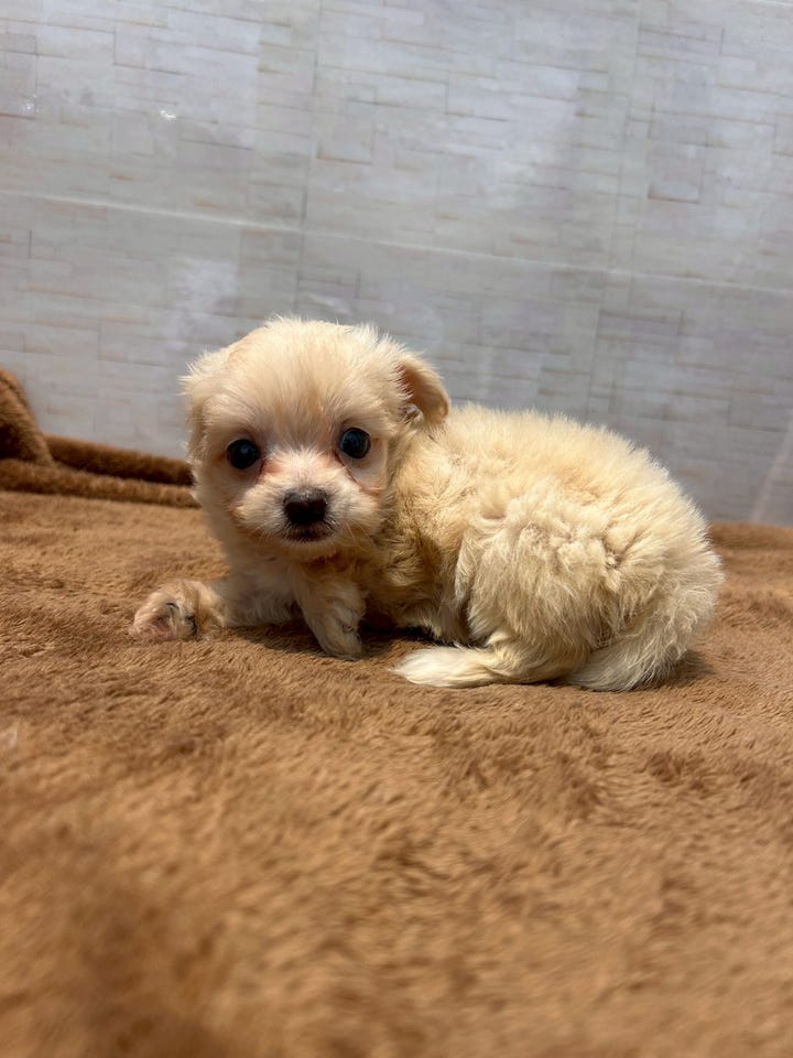 Ｍｉｘ犬
