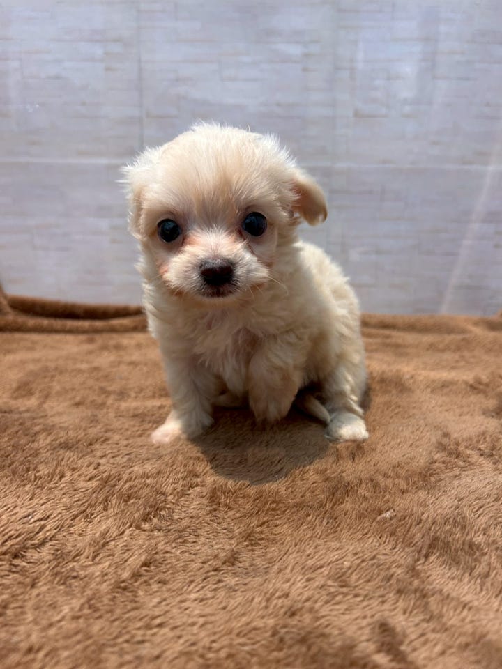 Ｍｉｘ犬