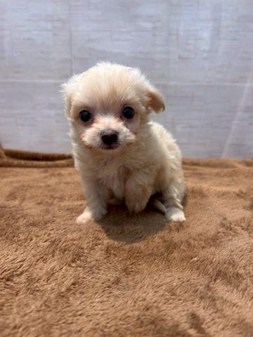Ｍｉｘ犬