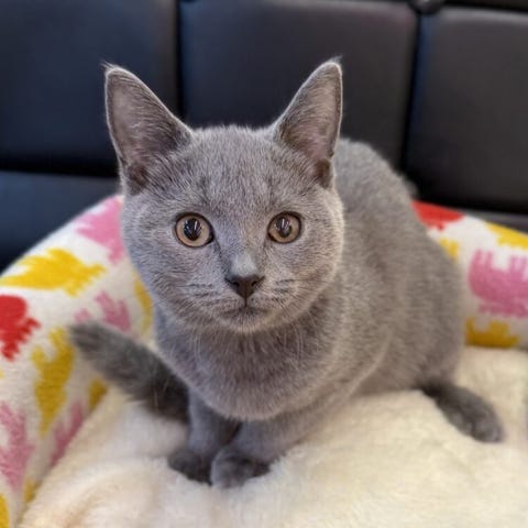 シャルトリュー