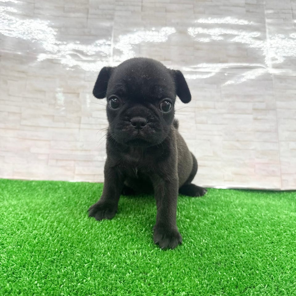 Ｍｉｘ犬