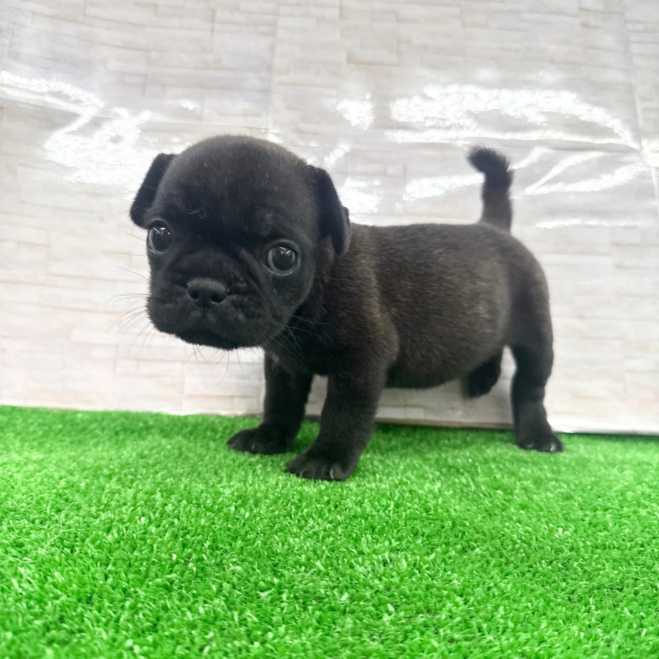 Ｍｉｘ犬