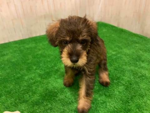 Ｍｉｘ犬