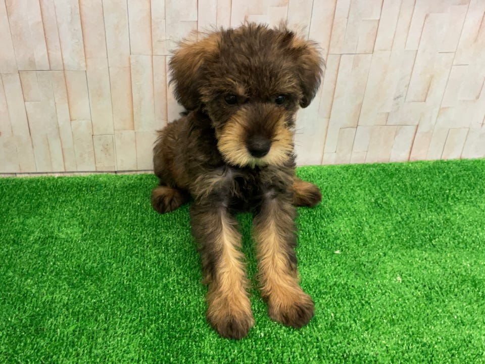 Ｍｉｘ犬