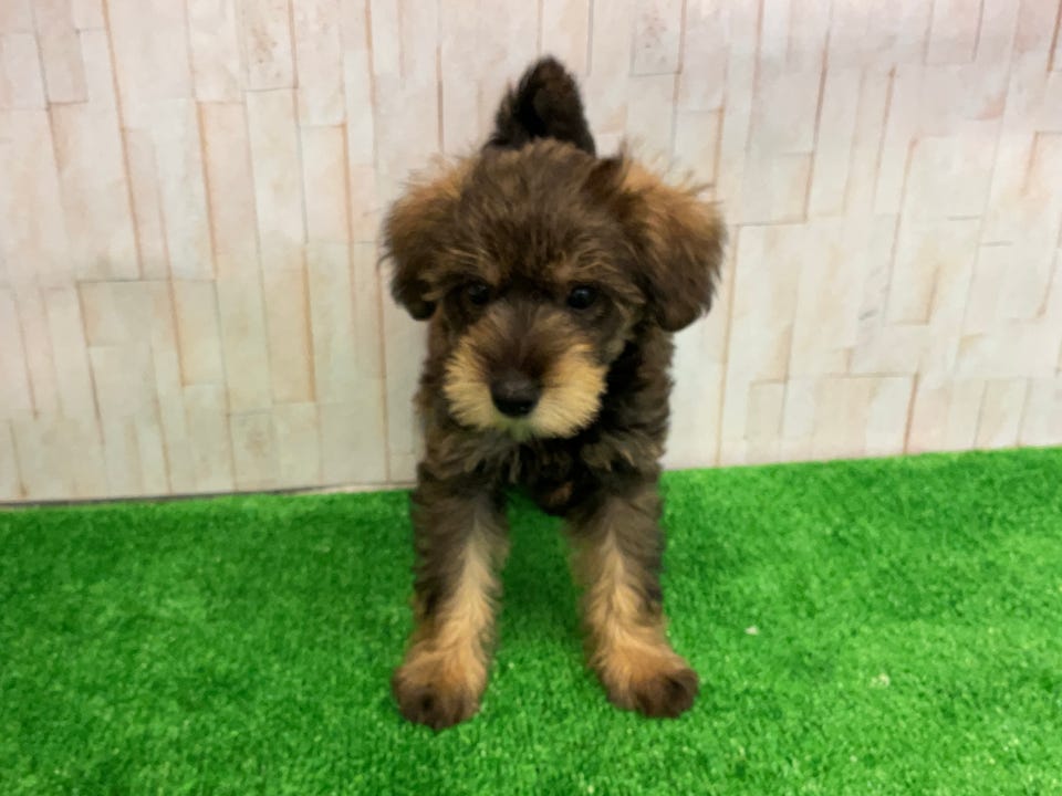 Ｍｉｘ犬