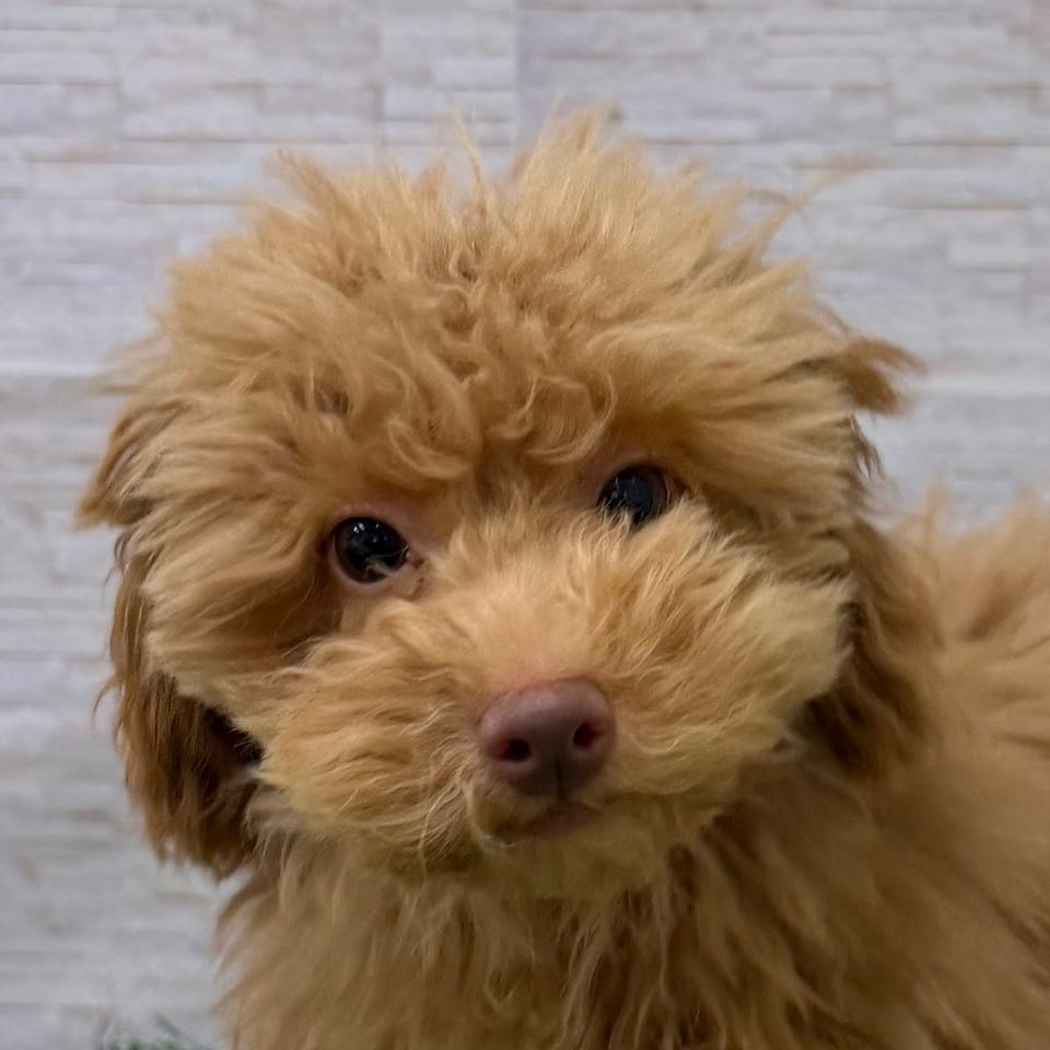 トイ・プードル