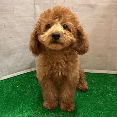 トイ・プードル