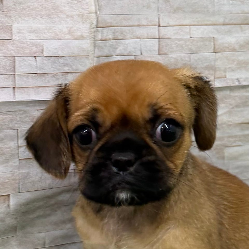 Ｍｉｘ犬