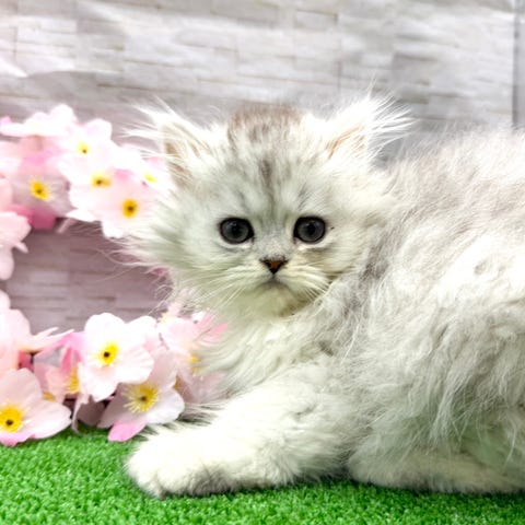 スコティッシュ・フォールド