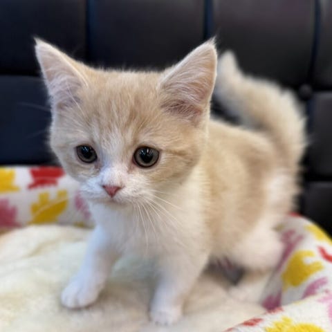 スコティッシュ・フォールド