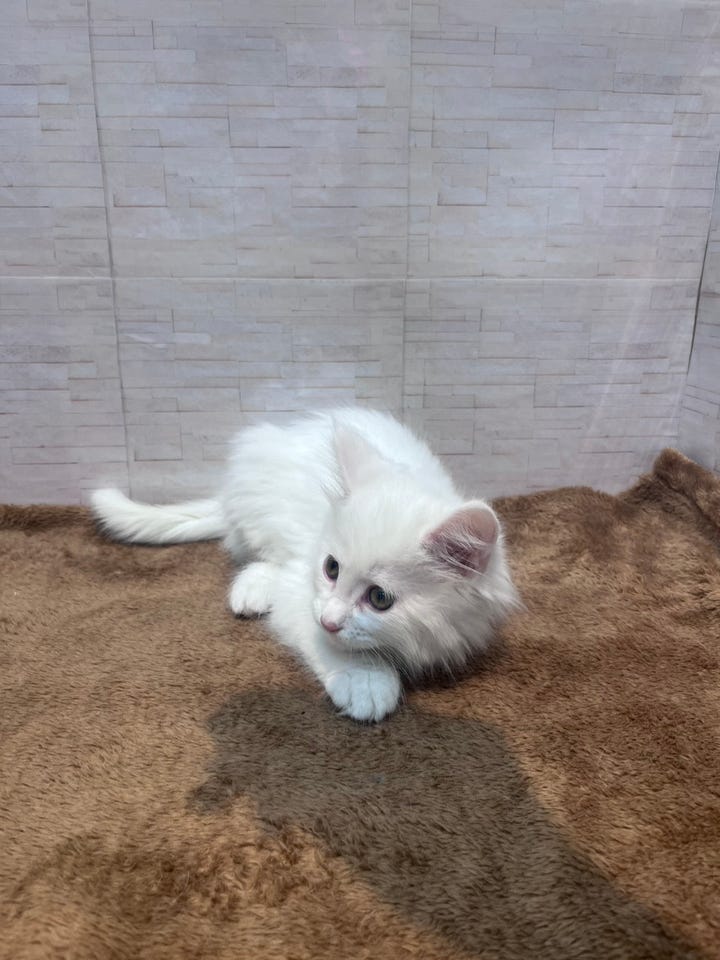 メインクーン