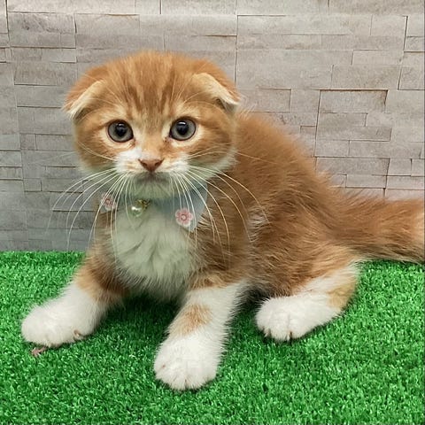 スコティッシュ・フォールド
