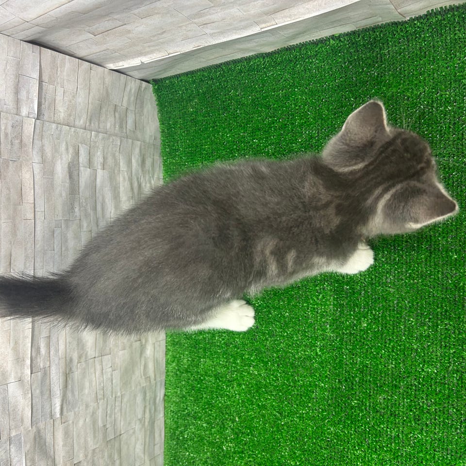 Mix猫・短毛