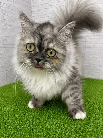 ミヌエット