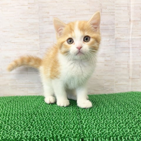 スコティッシュ・フォールド