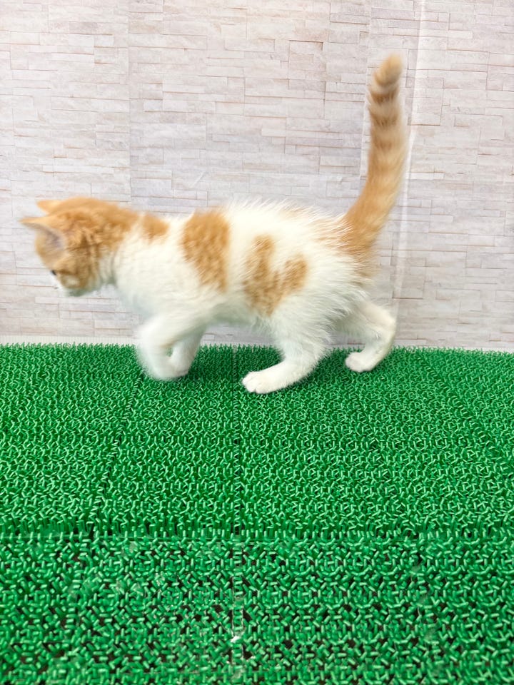 スコティッシュ・フォールド