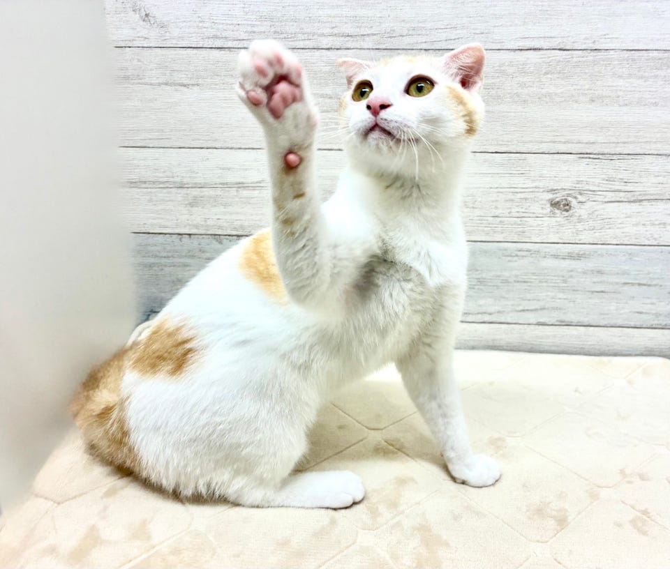 スコティッシュ・フォールド