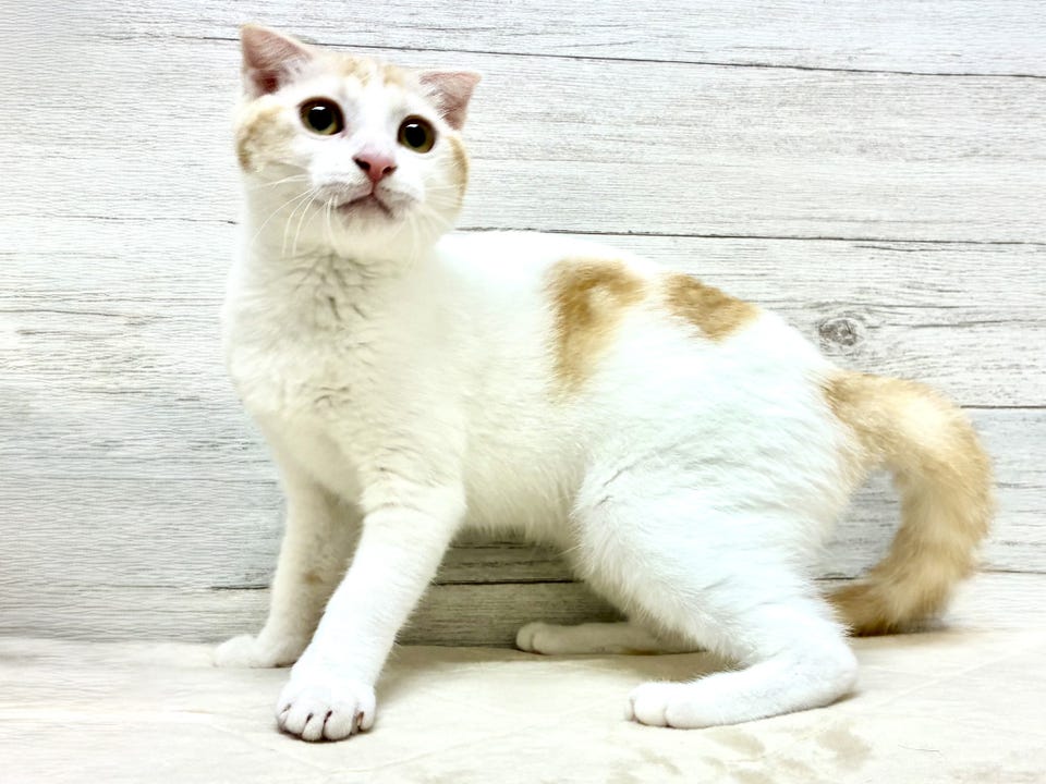 スコティッシュ・フォールド