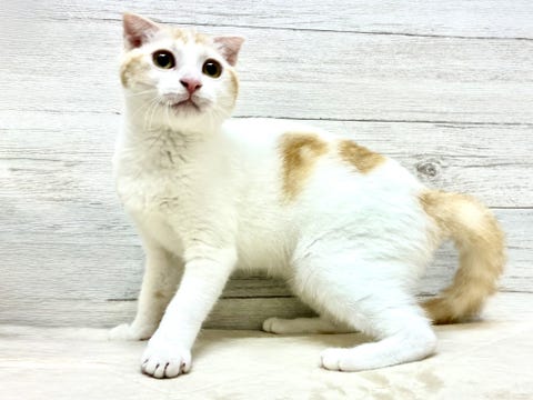 スコティッシュ・フォールド