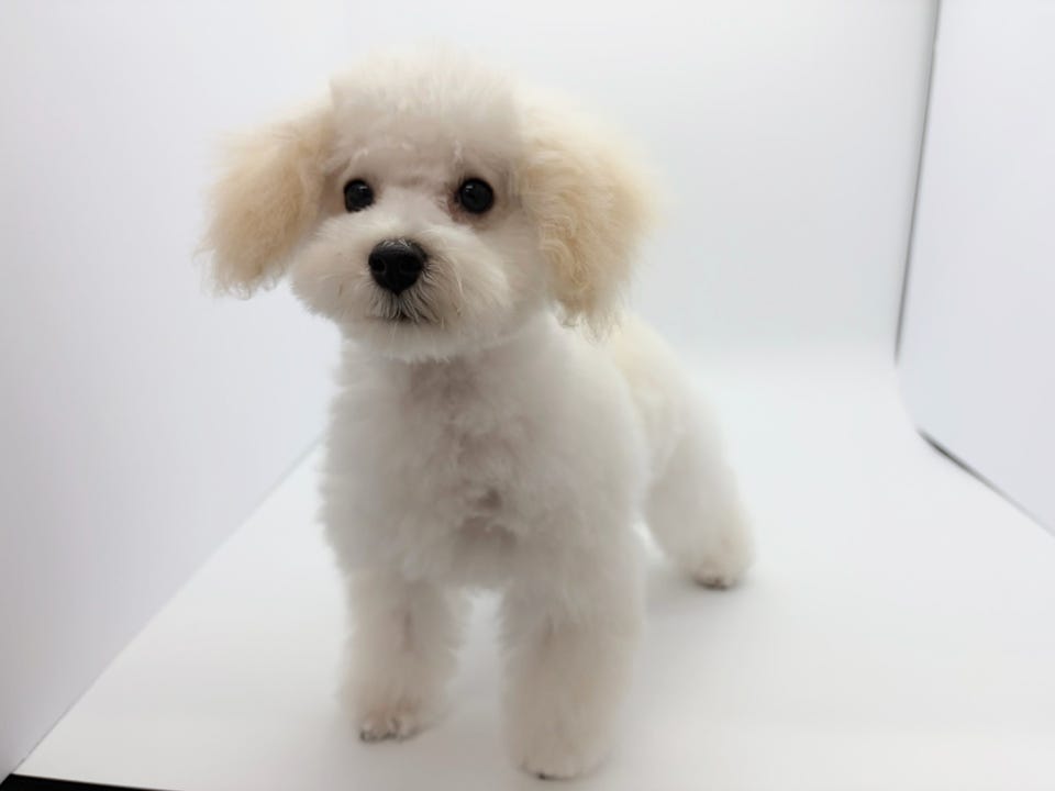Mix犬