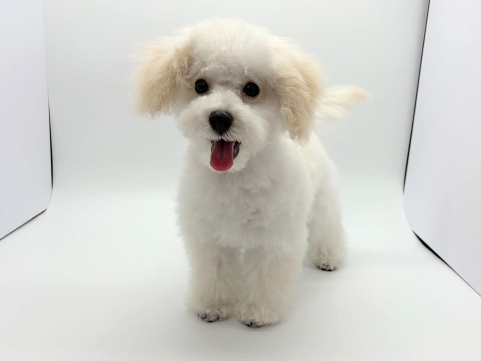 Mix犬