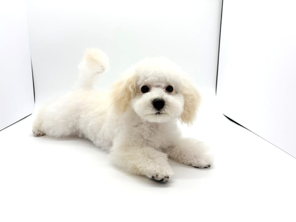 Mix犬