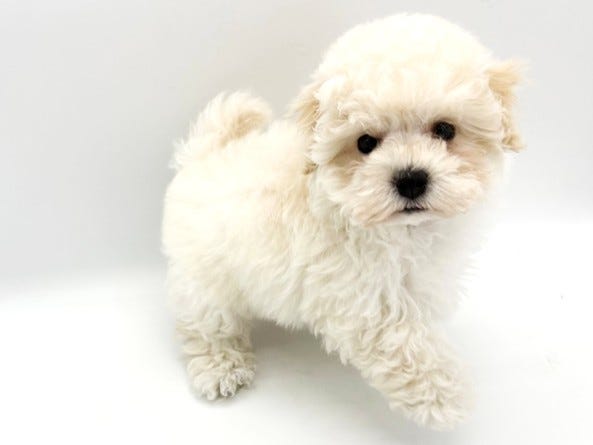 Mix犬