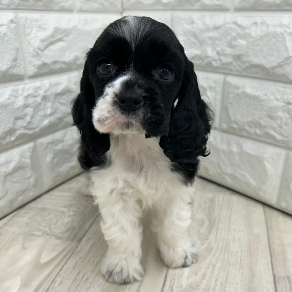 アメリカン・コッカー・スパニエル|ペットショップ ホームセンター