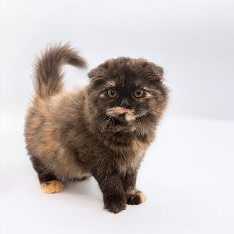 スコティッシュ・フォールド