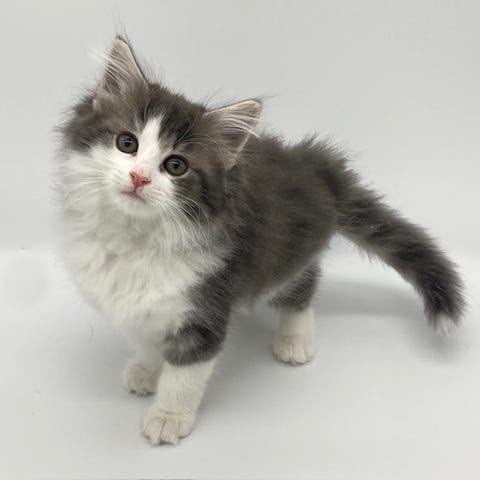 ノルウェージャン