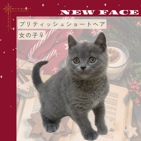 ブリティッシュ・ショートヘアー