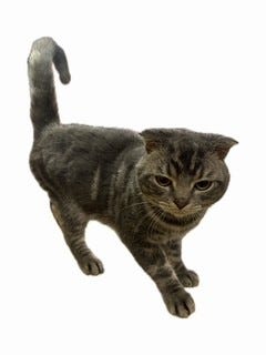 スコティッシュ・フォールド
