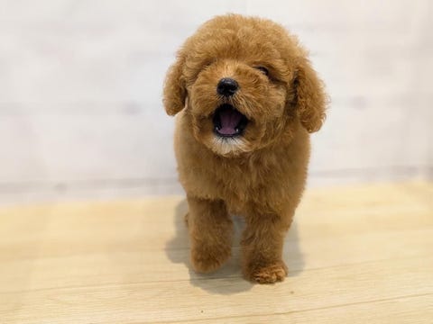 トイ・プードル
