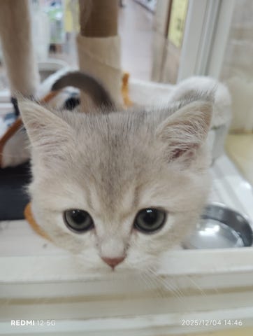 ブリティッシュ・ショートヘアー