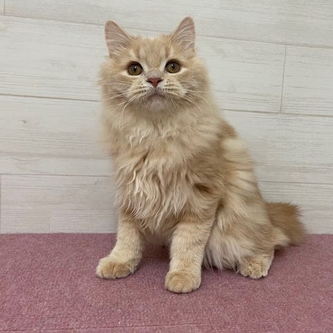 スコティッシュ・フォールド