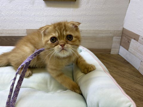 スコティッシュ・フォールド