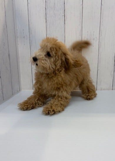 トイ・プードル