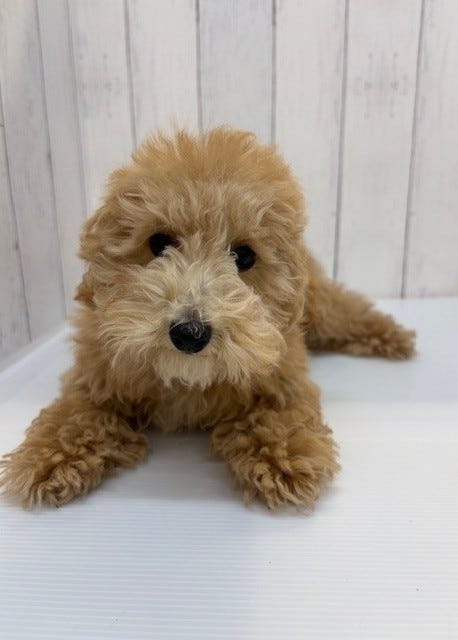 トイ・プードル