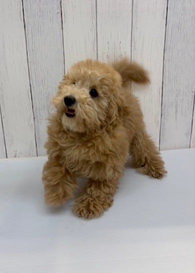 トイ・プードル